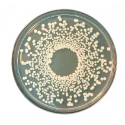 Potato Dextrose Agar, 500GM