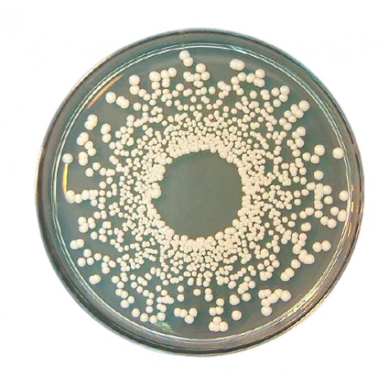 Potato Dextrose Agar (500GM)