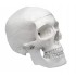 Human Adult Skull Anatomical Model, 3 Part