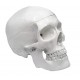 Human Adult Skull Anatomical Model, 3 Part