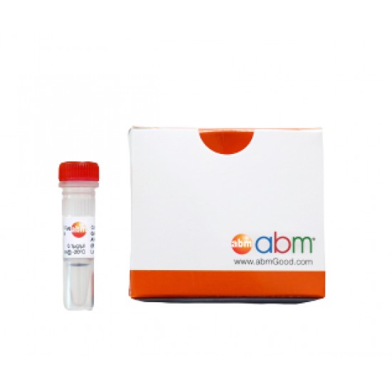 MegaFi™ Fidelity 2X PCR Master Mix 800 rxn (10.0 ml)