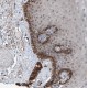 Anti-HSPA6 antibody produced in rabbit , 100 μL