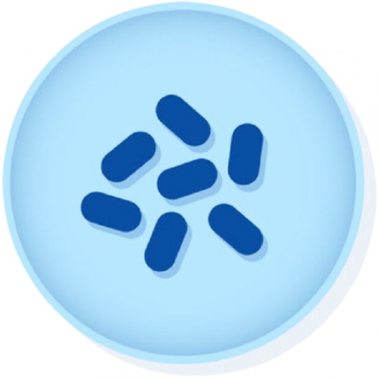 Aggregatibacter Aphrophilus derived from ATCC® 7901, Pack of 6