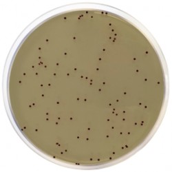 KF Streptococcal Agar , 500 G