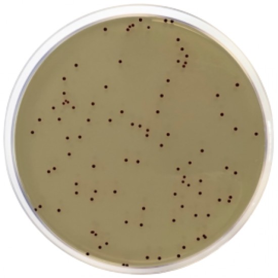 KF Streptococcal Agar , 500 G