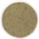 KF Streptococcal Agar , 500 G