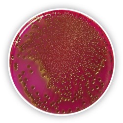 Endo Agar, 500 G Endo Agar, 500 G