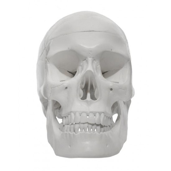 Human Adult Skull Anatomical Model, 3 Part