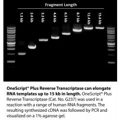 OneScript Plus cDNA Synthesis Kit , 100 rxn