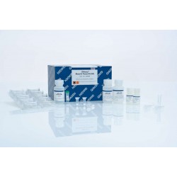 DNeasy Blood & Tissue Kits (50)