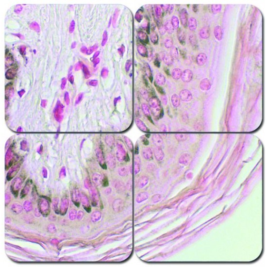 Fontana Masson Stain Kit
