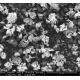 Graphene Oxide Powder 50 GM Graphene Oxide Powder 50 GM
