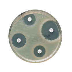 Flumequine Antimicrobial Susceptibility Disks  30μg