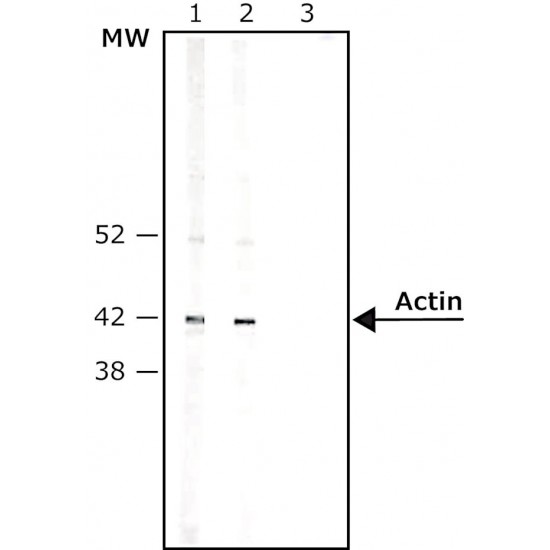 Avidin–Peroxidase, 2 ML