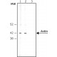 Avidin–Peroxidase, 2 ML