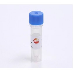 Immortalized Rat Hippocampal Cells (H19-7) Immortalized Rat Hippocampal Cells (H19-7)