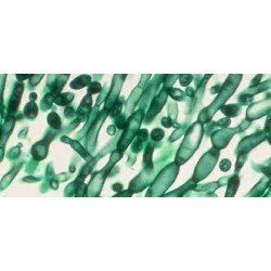 Candida albicans (Robin) Berkhout (ATCC® 10231™) Candida albicans (Robin) Berkhout (ATCC® 10231™)