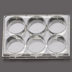 6 well plates