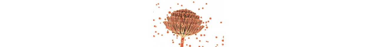 Mycotoxins Elisa Kit 