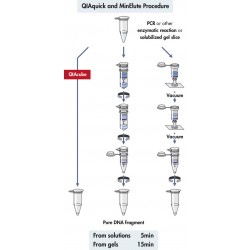 QIAquick PCR Purification Kit (250)