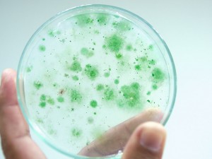 Clinical microbiology