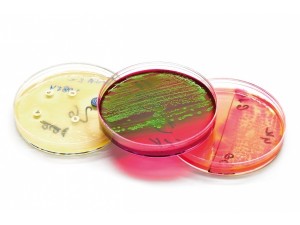 Dehydrated Culture Media