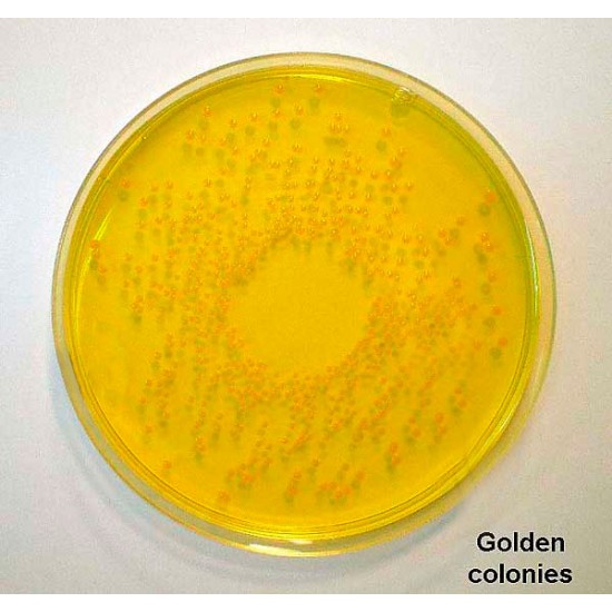 Mannitol Salt Agar (Chapman Agar) 500 G