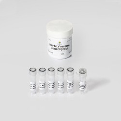 GenScript M-MuLV Reverse Transcriptase 40000U