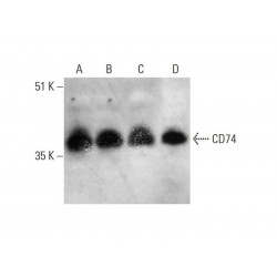 CD74 (By2)