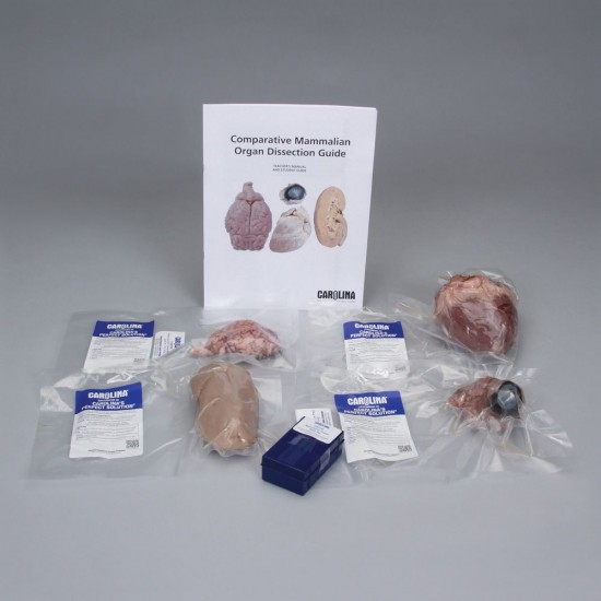 COMP MAMMALIAN ORGAN DISSECTION COMP MAMMALIAN ORGAN DISSECTION