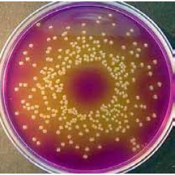 Dextrose Bromocresol Purple 500Gm