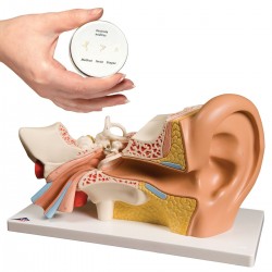 Ear Model Ear Model