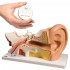 Ear Model