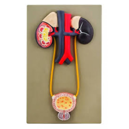 Eisco Urinary Organs Kidney with Bladder Model Eisco Urinary Organs Kidney with Bladder Model