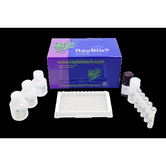 ELISA Kit for Tumor Protein p53 (P53) 96 test
