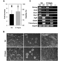 ES-E14TG2a, Embryonic Stem Cell ES-E14TG2a, Embryonic Stem Cell