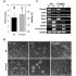 ES-E14TG2a, Embryonic Stem Cell
