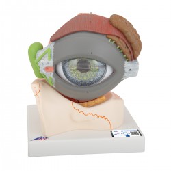 Eye Model Eye Model