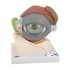 Eye Model