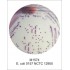 HiCrome™ EC O157 : H7 Agar (equivalent to M1298), 500g