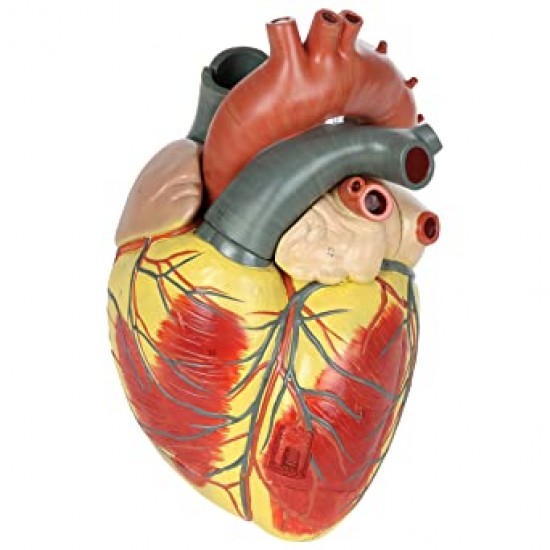 Human Heart Model Extra Large