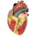 Human Heart Model Extra Large