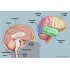 Internal Head Structure Model