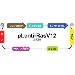Lenti-CMV-HTERT-RFP-2A Puro Virus High Titer Lenti-CMV-HTERT-RFP-2A Puro Virus High Titer