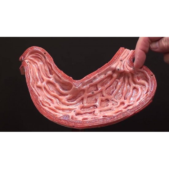 Model Human Stomach