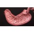Model Human Stomach
