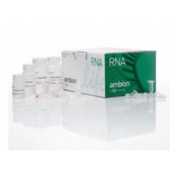 PureLink™ RNA Mini Kit (250 preps) PureLink™ RNA Mini Kit (250 preps)