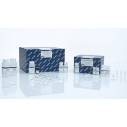 QIAamp DNA Mini Kit (250)- QIAamp DNA Mini Kit (250)-
