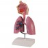 Respiratory System Model