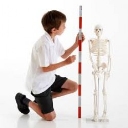 Skeleton 85cm